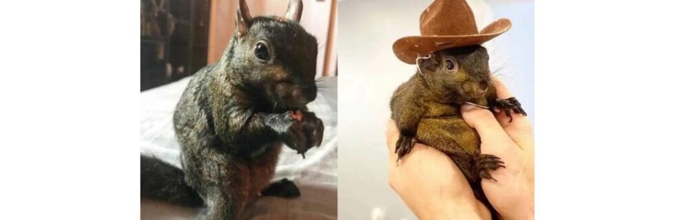 【リス銘柄】仮想通貨PNUT（ピーナッツ）とは？買い方や将来性・取引所を解説