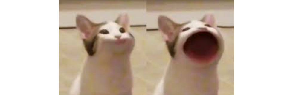 仮想通貨POPCATの将来性は？買い方や元ネタ・上場取引所を徹底解説